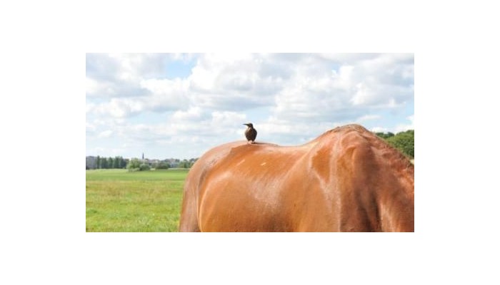 Biz Apartment Gardet poza 8